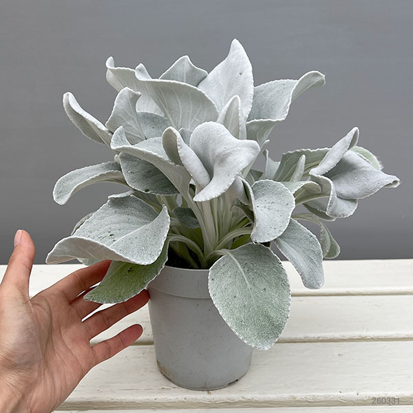 セネシオ：エンジェルウイングス4号ポット