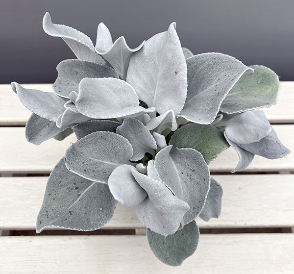 セネシオ：エンジェルウイングス4号ポット