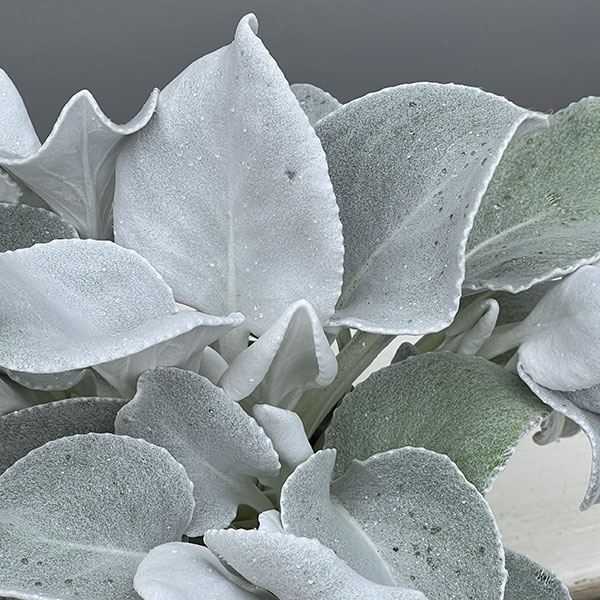 セネシオ：エンジェルウイングス4号ポット