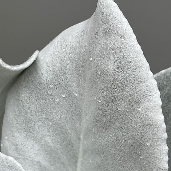 セネシオ：エンジェルウイングス4号ポット