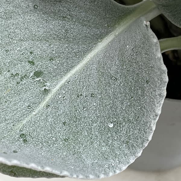 セネシオ：エンジェルウイングス4号ポット