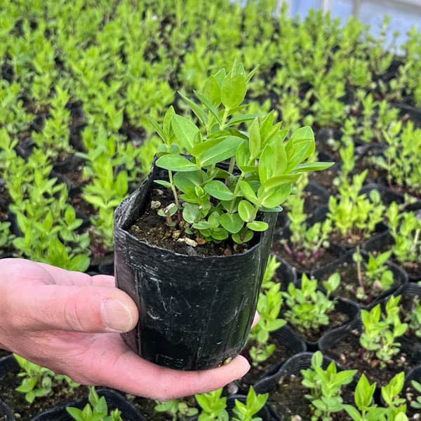 安代リンドウ(あしろりんどう):メルヘンアシロの2年充実苗3.5号ポット