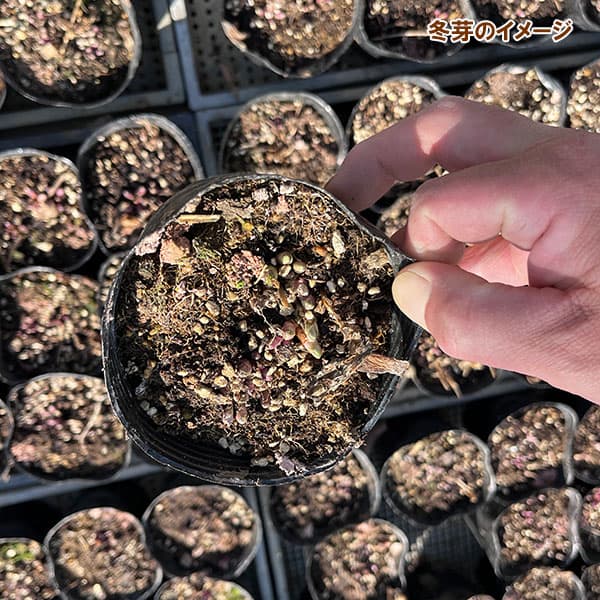 安代リンドウ(あしろりんどう):メルヘンアシロの2年充実苗3.5号ポット