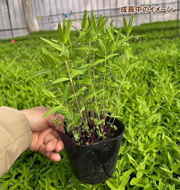 安代リンドウ(あしろりんどう):メルヘンアシロの2年充実苗3.5号ポット