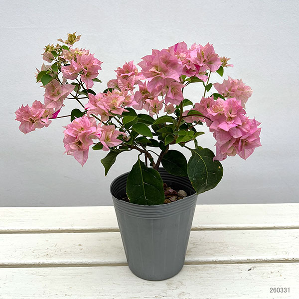 ブーゲンビリア八重咲き：ライトピンク系4号ポット