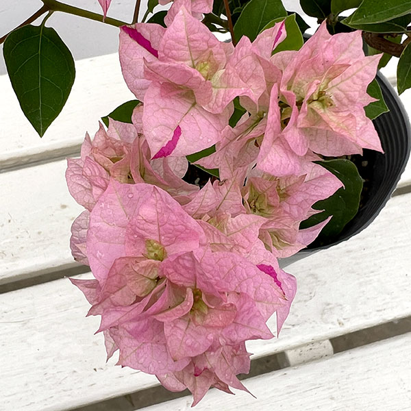 ブーゲンビリア八重咲き：ライトピンク系4号ポット