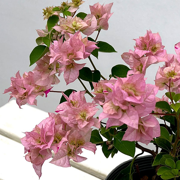 ブーゲンビリア八重咲き：ライトピンク系4号ポット