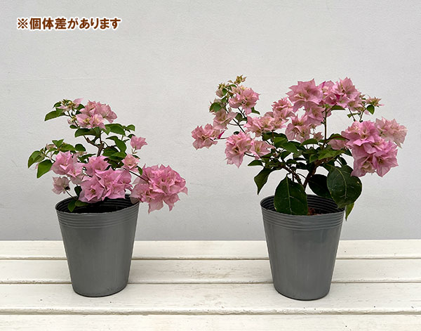 ブーゲンビリア八重咲き：ライトピンク系4号ポット