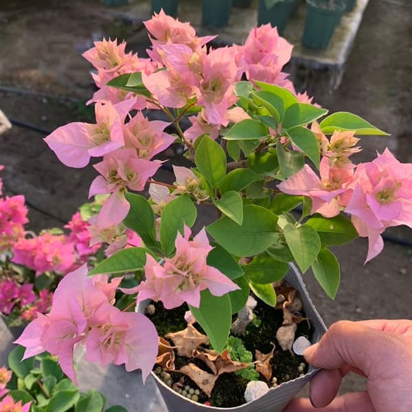 ブーゲンビリア八重咲き：ライトピンク系4号ポット