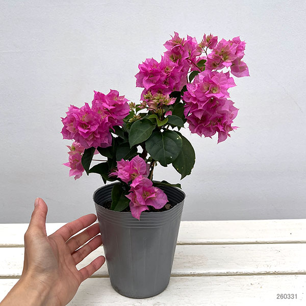 ブーゲンビリア八重咲き：ピンク系4号ポット