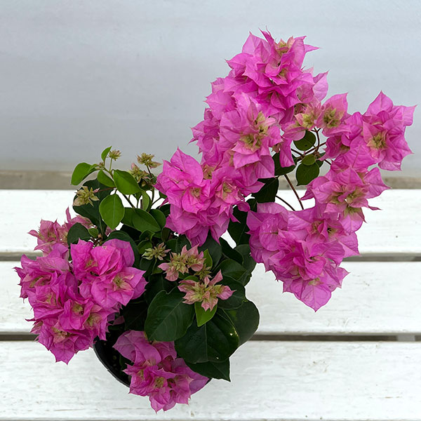 ブーゲンビリア八重咲き：ピンク系4号ポット