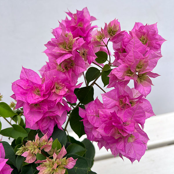 ブーゲンビリア八重咲き：ピンク系4号ポット