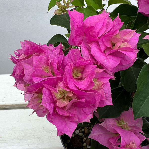 ブーゲンビリア八重咲き：ピンク系4号ポット