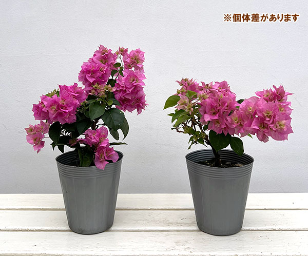 ブーゲンビリア八重咲き：ピンク系4号ポット