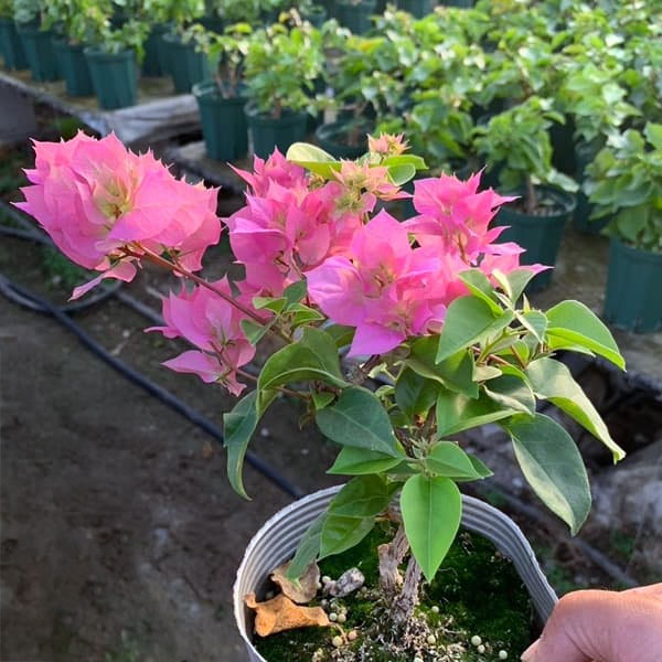 ブーゲンビリア八重咲き：ピンク系4号ポット