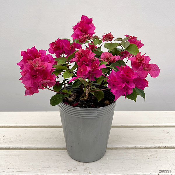 ブーゲンビリア八重咲き：ディープピンク系（パープル系）4号ポット
