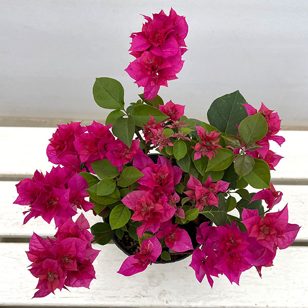ブーゲンビリア八重咲き：ディープピンク系（パープル系）4号ポット
