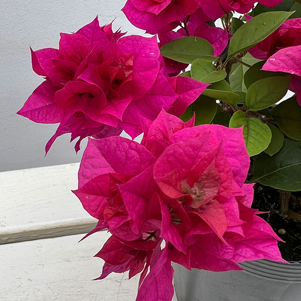 ブーゲンビリア八重咲き：ディープピンク系（パープル系）4号ポット