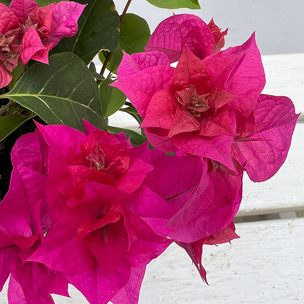 ブーゲンビリア八重咲き：ディープピンク系（パープル系）4号ポット