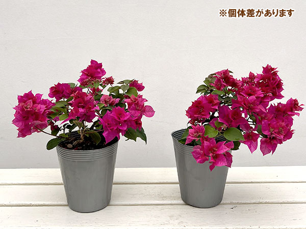 ブーゲンビリア八重咲き：ディープピンク系（パープル系）4号ポット