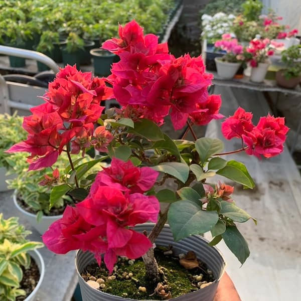 ブーゲンビリア八重咲き：ディープピンク系（パープル系）4号ポット