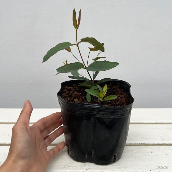 ユーカリ：オリダ（ストロベリーガム）5号ポット