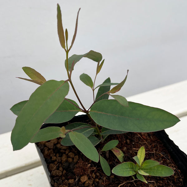 ユーカリ：オリダ（ストロベリーガム）5号ポット