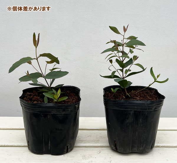 ユーカリ：オリダ（ストロベリーガム）5号ポット