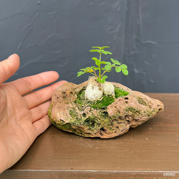 モリンガ：オレイフェラ（わさびの木・マルンガイ）塊根仕立て・実生苗　軽石鉢植え26-01