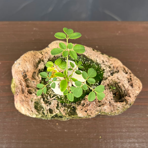 モリンガ：オレイフェラ（わさびの木・マルンガイ）塊根仕立て・実生苗　軽石鉢植え26-01