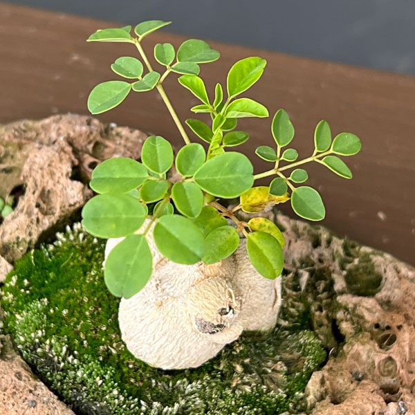 モリンガ：オレイフェラ（わさびの木・マルンガイ）塊根仕立て・実生苗　軽石鉢植え26-01