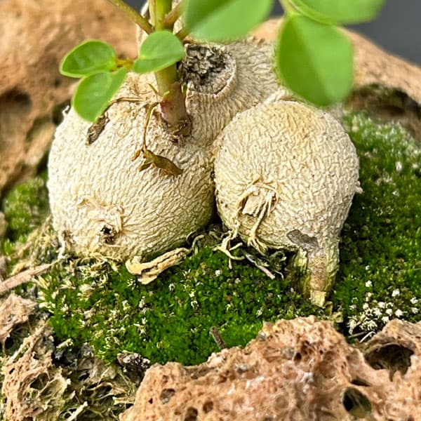 モリンガ：オレイフェラ（わさびの木・マルンガイ）塊根仕立て・実生苗　軽石鉢植え26-01