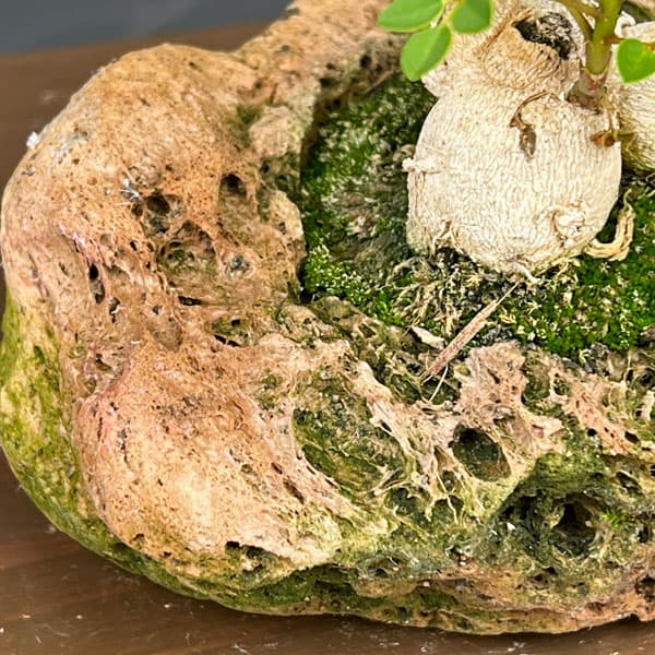 モリンガ：オレイフェラ（わさびの木・マルンガイ）塊根仕立て・実生苗　軽石鉢植え26-01