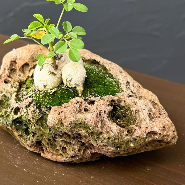 モリンガ：オレイフェラ（わさびの木・マルンガイ）塊根仕立て・実生苗　軽石鉢植え26-01