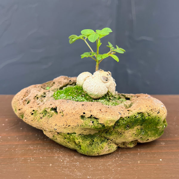 モリンガ：オレイフェラ（わさびの木・マルンガイ）塊根仕立て・実生苗　軽石鉢植え26-01