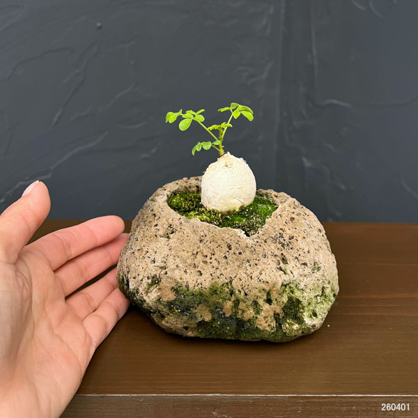 モリンガ：オレイフェラ（わさびの木・マルンガイ）塊根仕立て・実生苗　軽石鉢植え26-02