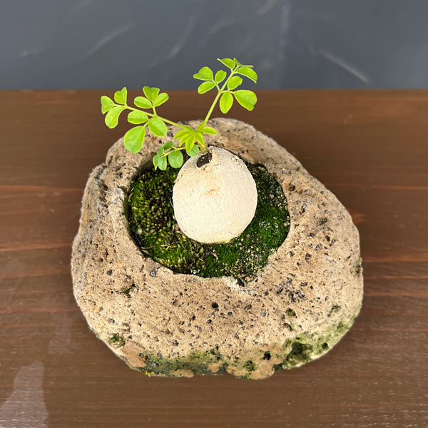 モリンガ：オレイフェラ（わさびの木・マルンガイ）塊根仕立て・実生苗　軽石鉢植え26-02