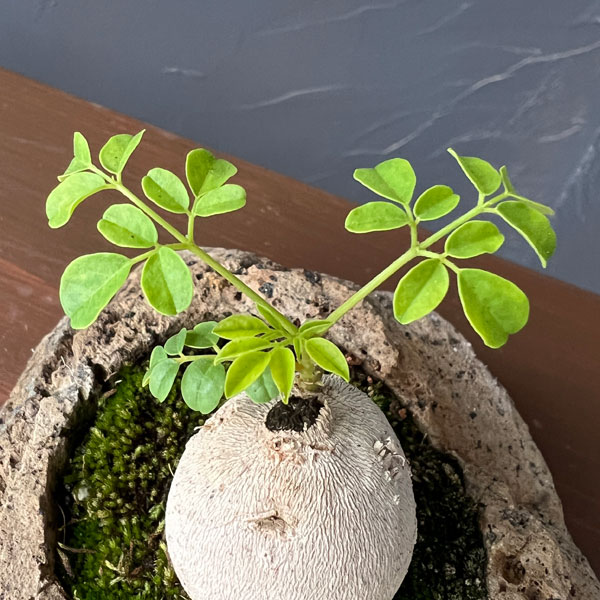 モリンガ：オレイフェラ（わさびの木・マルンガイ）塊根仕立て・実生苗　軽石鉢植え26-02