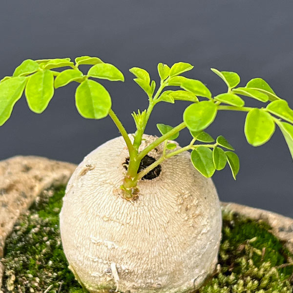 モリンガ：オレイフェラ（わさびの木・マルンガイ）塊根仕立て・実生苗　軽石鉢植え26-02