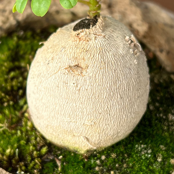 モリンガ：オレイフェラ（わさびの木・マルンガイ）塊根仕立て・実生苗　軽石鉢植え26-02