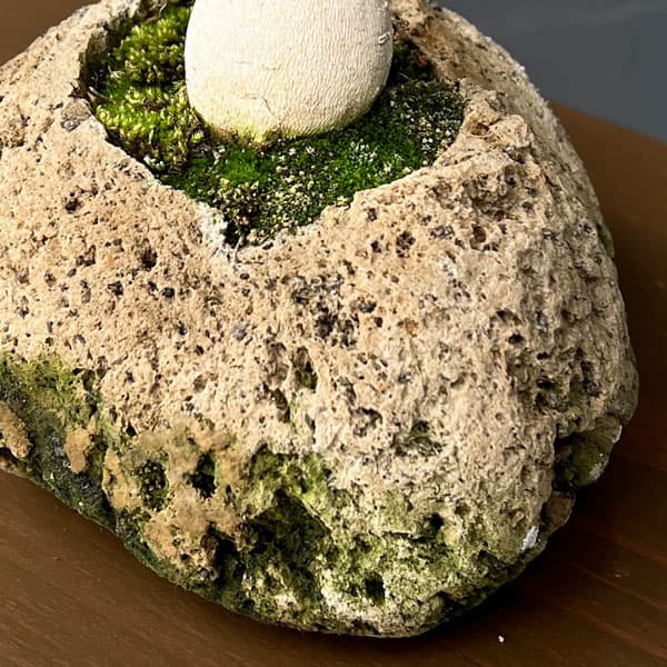 モリンガ：オレイフェラ（わさびの木・マルンガイ）塊根仕立て・実生苗　軽石鉢植え26-02