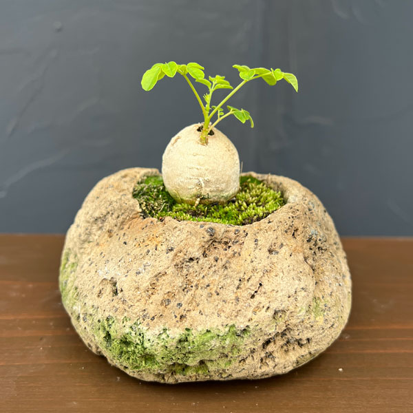 モリンガ：オレイフェラ（わさびの木・マルンガイ）塊根仕立て・実生苗　軽石鉢植え26-02