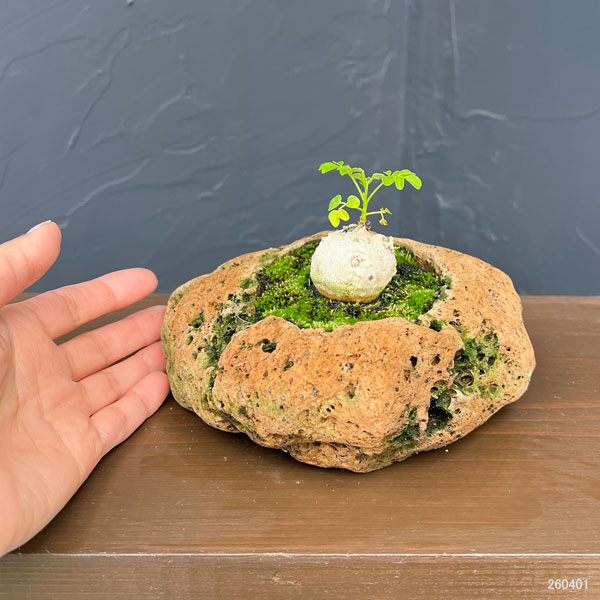 モリンガ：オレイフェラ（わさびの木・マルンガイ）塊根仕立て・実生苗　軽石鉢植え26-03