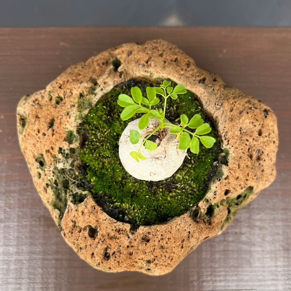 モリンガ：オレイフェラ（わさびの木・マルンガイ）塊根仕立て・実生苗　軽石鉢植え26-03