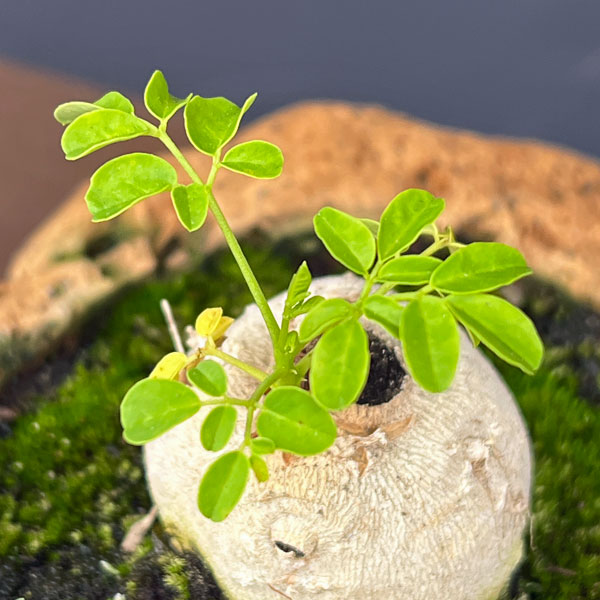 モリンガ：オレイフェラ（わさびの木・マルンガイ）塊根仕立て・実生苗　軽石鉢植え26-03