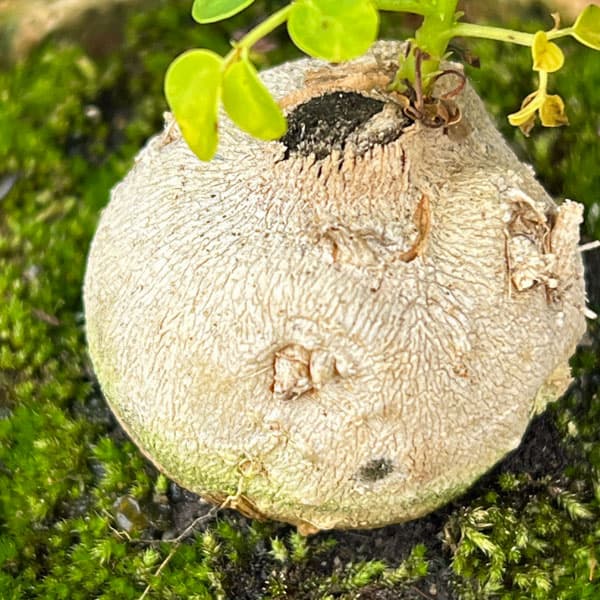 モリンガ：オレイフェラ（わさびの木・マルンガイ）塊根仕立て・実生苗　軽石鉢植え26-03