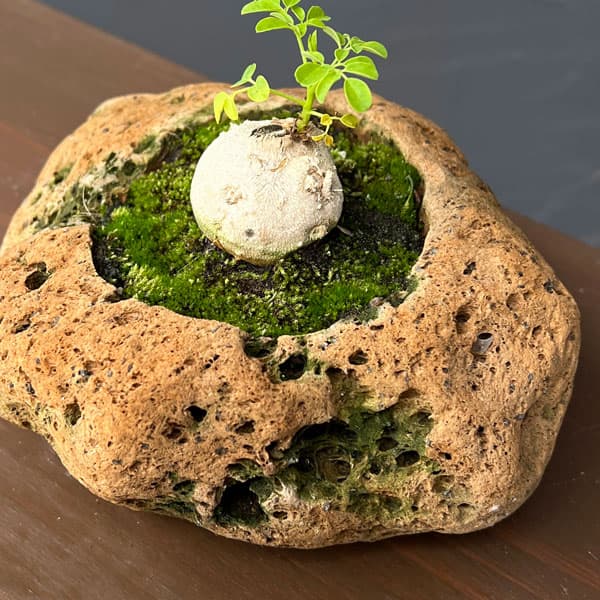 モリンガ：オレイフェラ（わさびの木・マルンガイ）塊根仕立て・実生苗　軽石鉢植え26-03