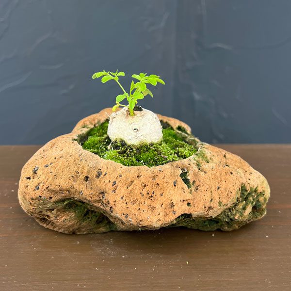 モリンガ：オレイフェラ（わさびの木・マルンガイ）塊根仕立て・実生苗　軽石鉢植え26-03