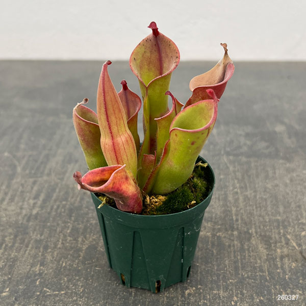 ヘリアンフォラ：ヘテロドクサ×ミノール 2号ポット