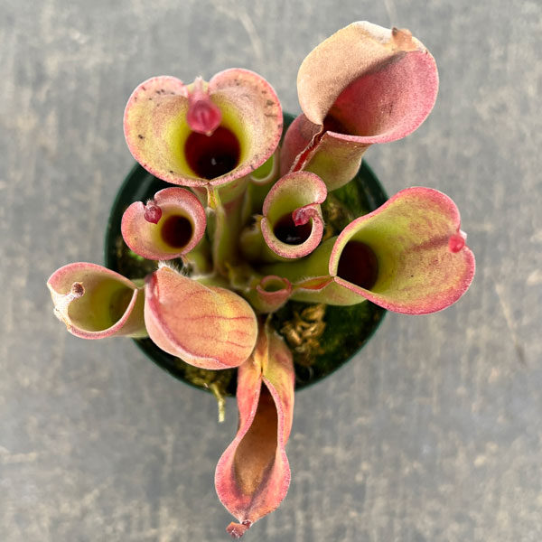 ヘリアンフォラ：ヘテロドクサ×ミノール 2号ポット